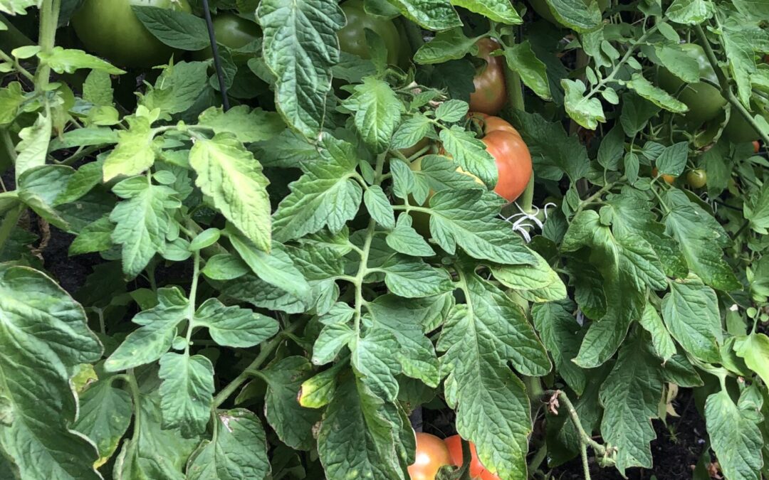 South Seattle garden tomatoes mt baker community garden