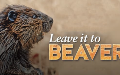 Meaningful Movie: LEAVE IT TO BEAVERS