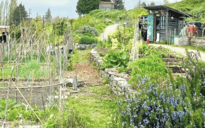 Beacon Food Forest Work Party