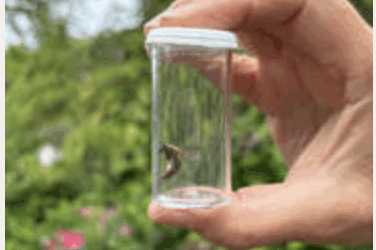 Kubota Garden- Pollinator Safari