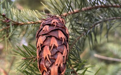 Join our SSCAN Action Meeting