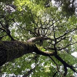 Seattle Plan & Trees