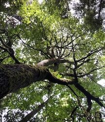 Seattle Plan & Trees: Second Public Comment